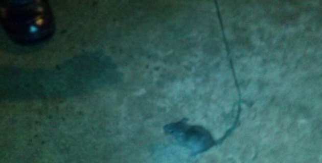 Fotos archivo EL HERALDO