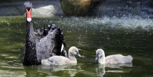 Fotos archivo EL HERALDO