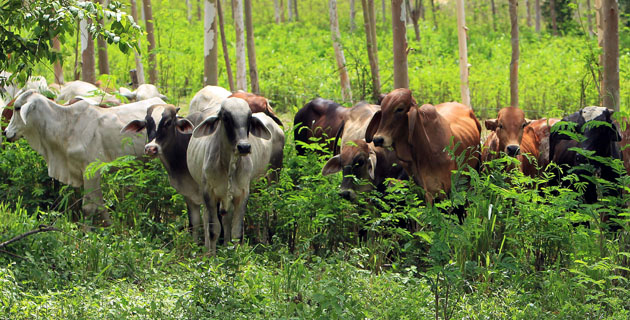 Fotos archivo EL HERALDO