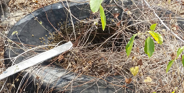 Fotos archivo EL HERALDO