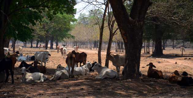 Fotos archivo EL HERALDO