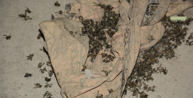 Fotos archivo EL HERALDO