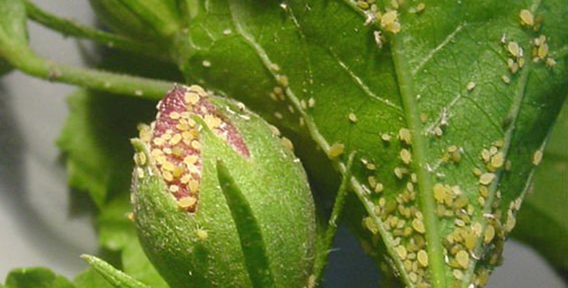 Fotos archivo EL HERALDO