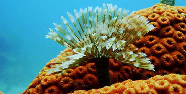 Fotos archivo EL HERALDO