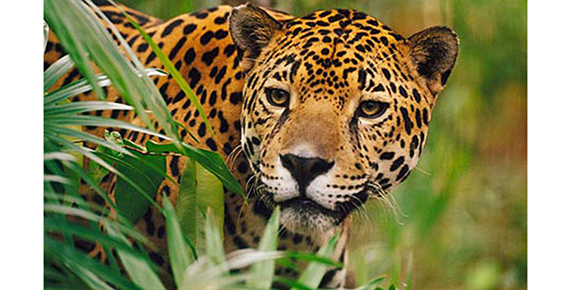 Fotos archivo EL HERALDO