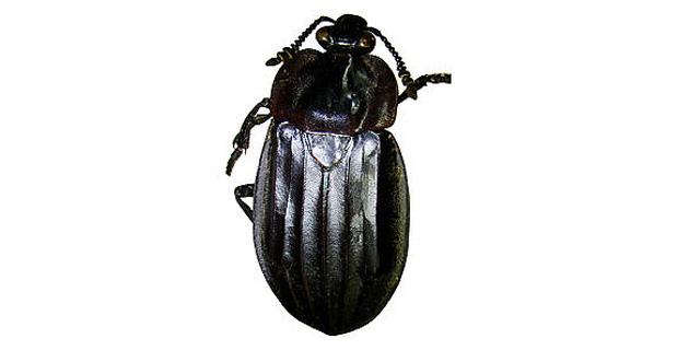 Fotos archivo EL HERALDO