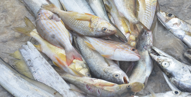 Fotos archivo EL HERALDO