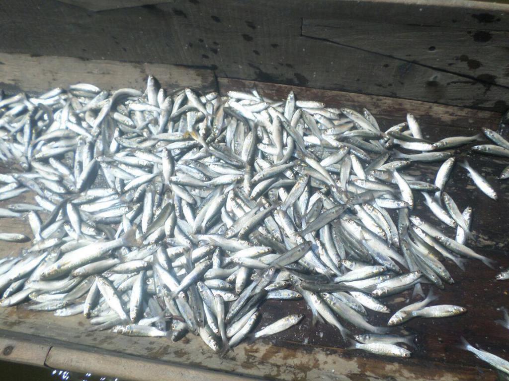 Fotos archivo EL HERALDO