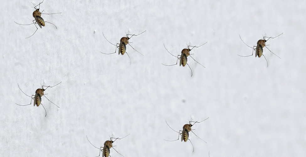 Fotos archivo EL HERALDO